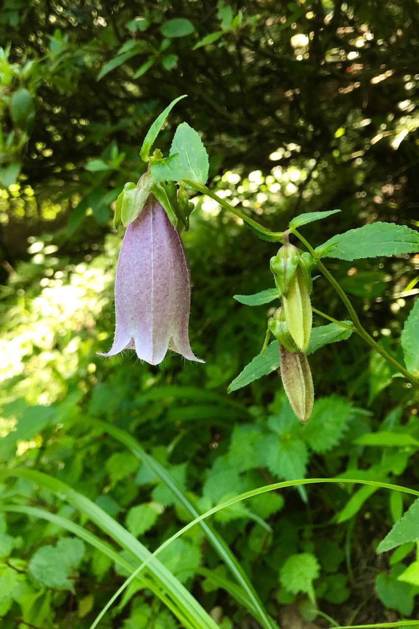 CLOSE-UP OF FLOWERING PLANT