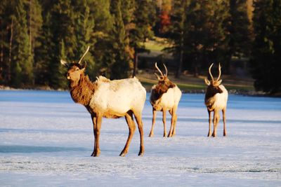 Horses on snow covered field