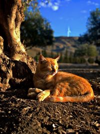 Cat sitting on rock