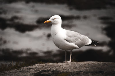 Close-up of seagull perching on land