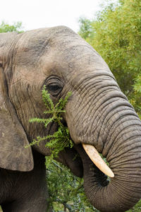 Close-up of elephant