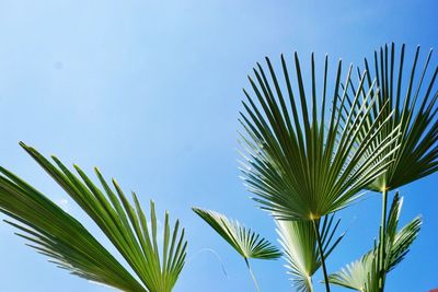 Low angle view of palm tree against clear blue sky