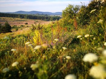 Scenic view of landscape