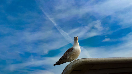 Low angle view of seagull perching on pole against sky