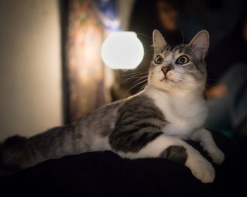 Close-up of cat sitting in illuminated room