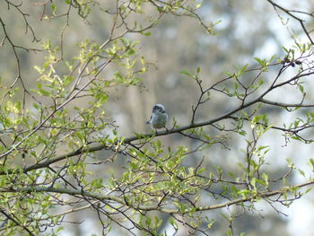 Low angle view of bird perching on tree