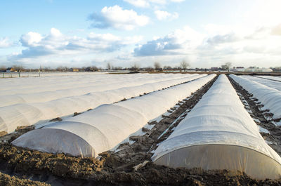Planting potatoes under spunbond and membrane in a farm field. create a greenhouse 