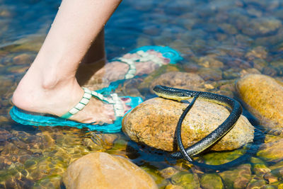 A venomous black snake lurking in the river crawled up to the woman's leg.