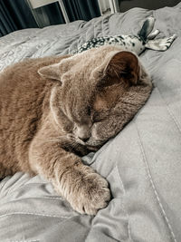 pet
