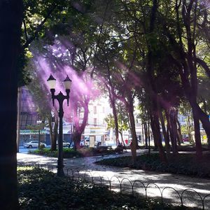 Sun shining through trees in park