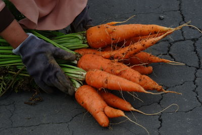 Farmers harvest big carrots and tie them in the fields