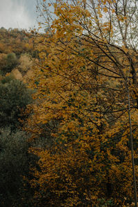 View of autumnal trees