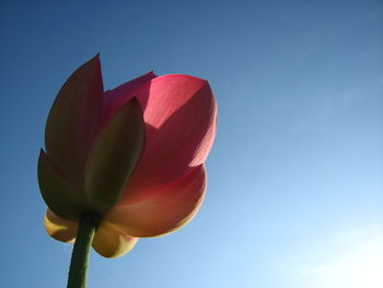 Low angle view of flowering plant against clear sky