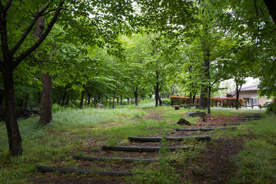 Trees in park