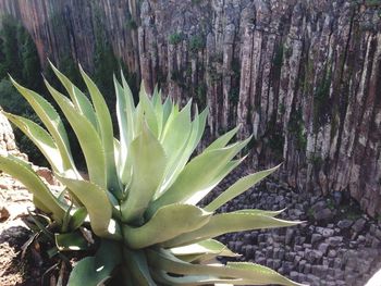 Close-up of plants