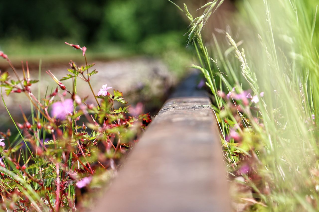 CLOSE-UP OF FLOWERING PLANT ON LAND