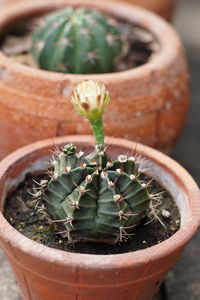 Close-up of potted plants