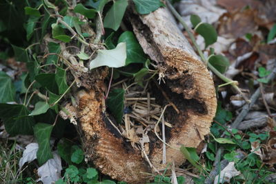 Close-up of dry leaves on plant