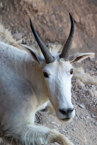 Close-up of deer