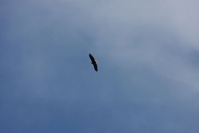 Low angle view of bird flying in sky