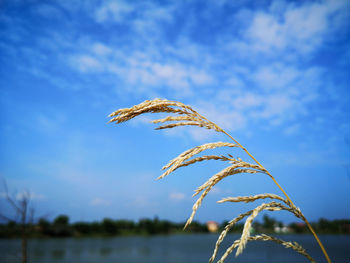 Close-up of plant growing on field against sky