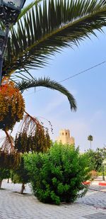 Palm trees by plants against sky