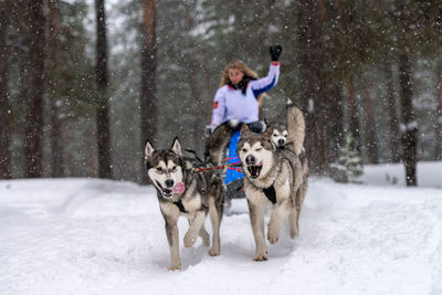 Two dogs on snow covered landscape