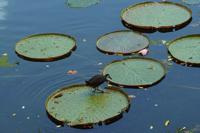 High angle view of lily pads floating on lake