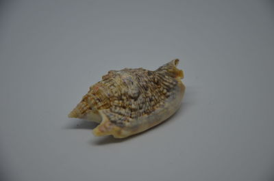 Close-up of fish
