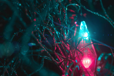 Close-up of illuminated tree