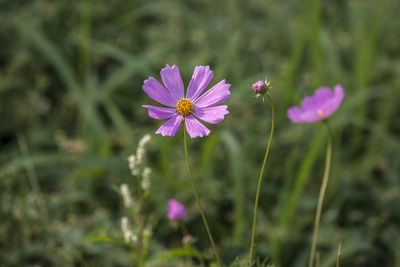 Close-up of pink flowers