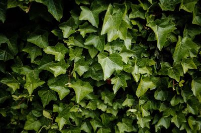 Full frame shot of leaves