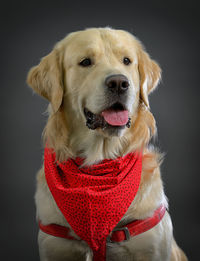 Close-up of golden retriever against black background