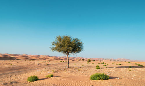 Trees on desert against clear blue sky