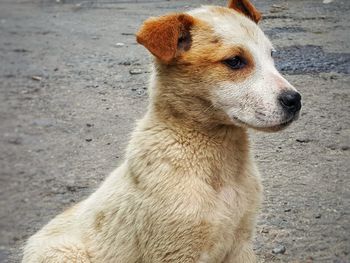 Close-up of a dog looking away in city