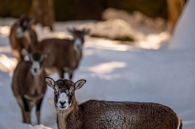 Close-up of deer