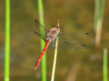 Close-up of dragonfly on twig