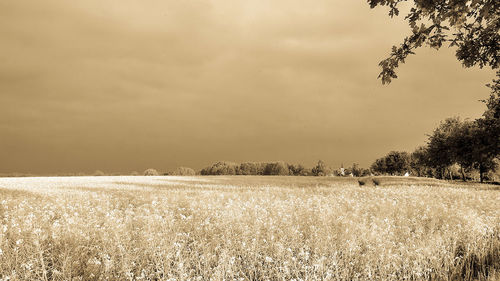 Scenic view of field against sky