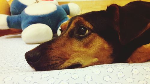 Close-up of dog relaxing on bed at home