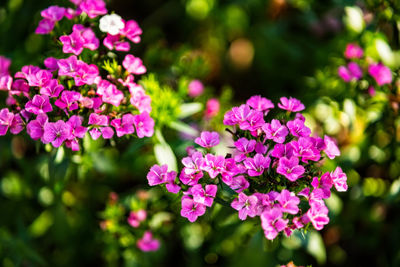 Beautiful background of blooming colorful flower in the garden.