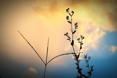 Close-up of silhouette plant growing on field against sky