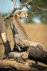 Cheetah with cubs on tree trunk