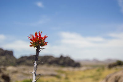 Close-up of flower blooming against sky