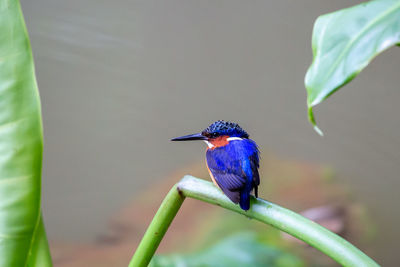 Close-up of bird perching on plant