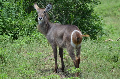 Portrait of goat standing on field