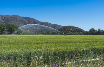 Scenic view of field against clear sky