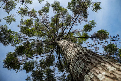Low angle view of bird perching on tree against sky