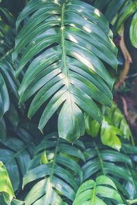 Close-up of green leaves