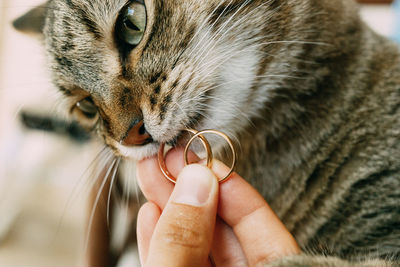 Close-up of hand holding cat