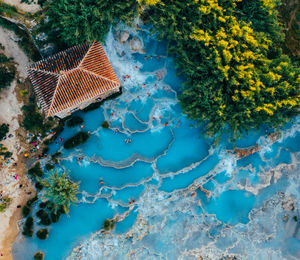 High angle view of flowering plants floating on water